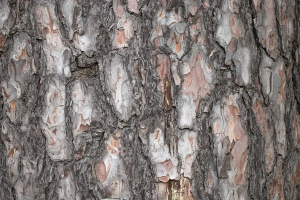 natural pine tree bark abstract background