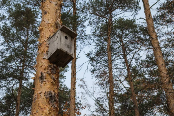 Birdhouse Een Naaldboom Het Forest — Stockfoto