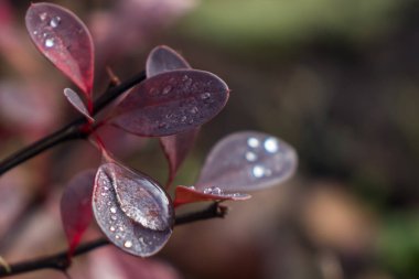 Yumuşak odak fabrikasında üzerinde çiğ. Sığ derinlik-in tarla.