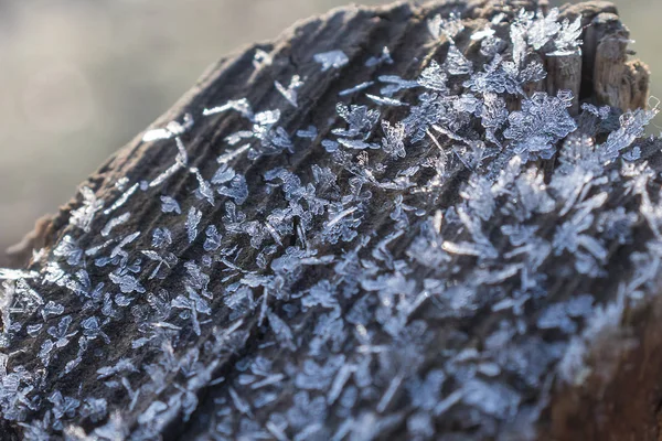 The first frost. There are ice crystals on the trees. Macro shot of snowflakes