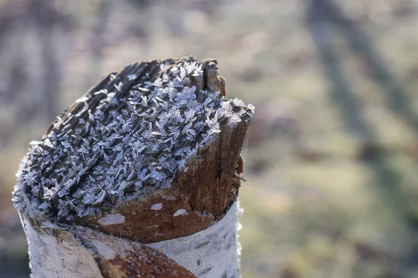 Premier Gel Des Cristaux Glace Sur Les Arbres Macro Shot — Photo