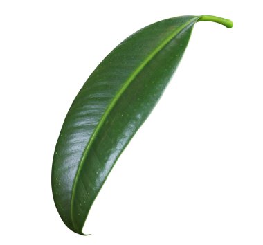 Ficus veya kauçuk ağacı, beyaz izole. Yüksek kalite