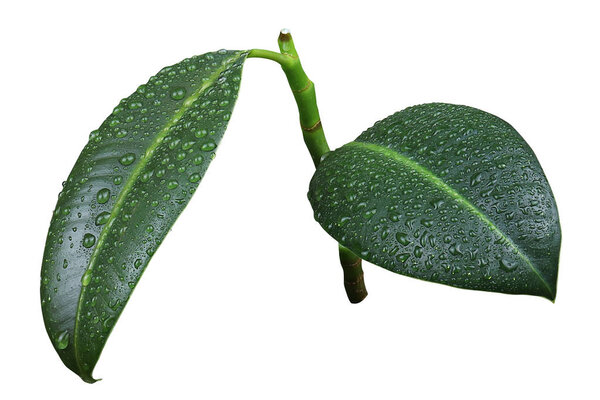 Ficus or rubber plant, isolated on white. Water drops. High quality
