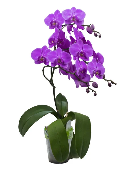 güzel şube pembe çiçek açması, orkide. İzole