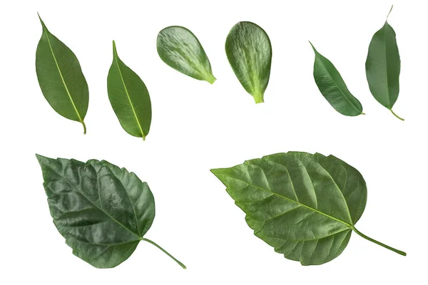 Beyaz arka plan üzerinde izole kapalı bitkilerin yeşil yaprakları kümesi. Fern, ficus