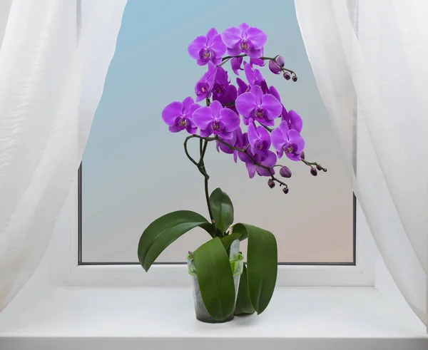 Hermosa Rama Floreciente Orquídea Rosa Ventana Imágenes de stock libres de derechos