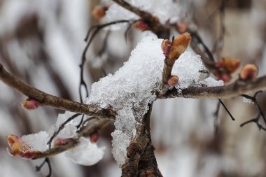 Karla kaplı kuru turuncu yapraklarla ağacının dalını. Kış günü bahçede