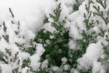 İlk kar altında yeşil kozalaklı ardıç şube