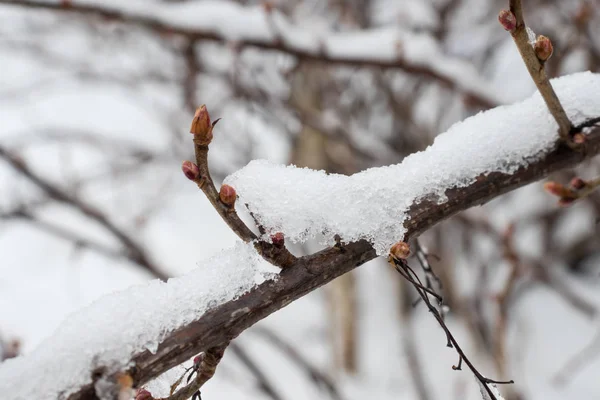 Karla kaplı kuru turuncu yapraklarla ağacının dalını. Kış günü bahçede