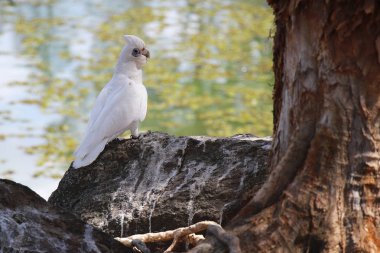 Brisbane Park Avustralya'da çıplak gözlü beyaz Kakadu