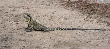 Doğu su ejderha, Physignathus lesueurii, Brisbane, Avustralya