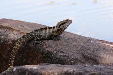 Doğu su ejderha, Physignathus lesueurii, Brisbane, Avustralya