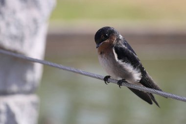 Ahır bir tel bir çizgi üzerinde oturan yutar