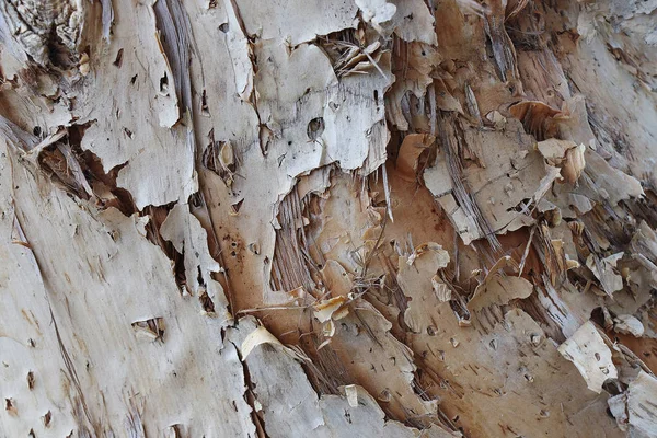 Ağaç kabuğu dokusunu kapat