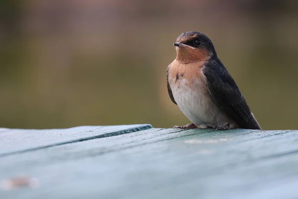 Barn Swallows Sitting Wire Line — Stockfoto