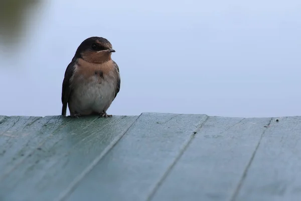 Barn Swallows Sitting Wire Line — Stock Photo, Image