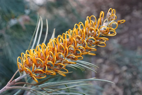 Planta Nativa Australia Grevillea Fotos de stock libres de derechos