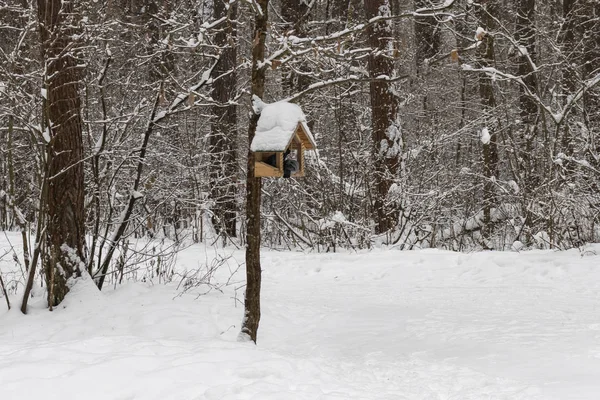 Ahşap kuş besleyici ağaç dalı, yakın çekim