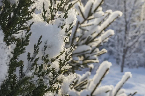 İlk kar altında yeşil kozalaklı ardıç şube