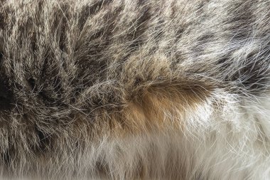 Kedi kürk desen. closeup doku