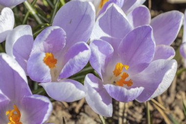 İlk bahar mor çiçek crocuses