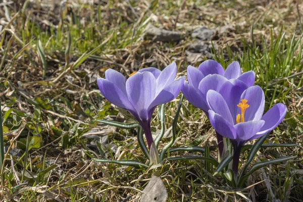 İlk bahar mor çiçek crocuses