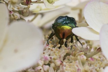 Ortanca çiçeklerin üzerinde bronz bir böcek var.
