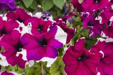 Bu fotoğraf güzel, parlak, yaz çiçekleri bir çiçek tarhında büyüyen gösterir