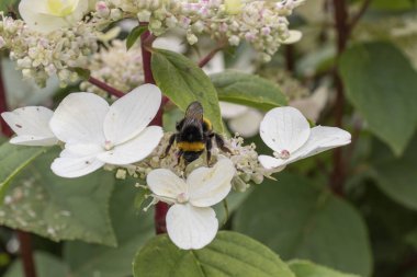 Bumblebee ortanca çiçekler üzerinde oturur