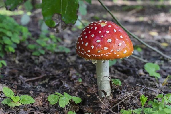 Ormanda sineklik, yakın plan fotoğraf.