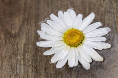 Su yüzeyindeki güzel beyaz papatya çiçeklerinin bileşimi. Yakın plan. Sitedeki basılı ürünler ve afişler için mükemmel bir arkaplan