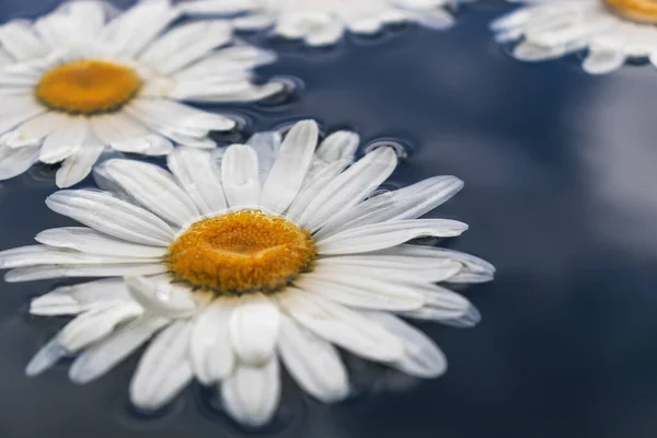 Composición Hermosas Flores Manzanilla Blanca Superficie Del Agua Primer Plano Imagen de archivo