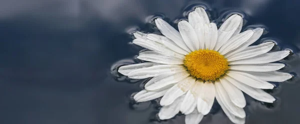 Su yüzeyindeki güzel beyaz papatya çiçeklerinin bileşimi. Yakın plan. Sitedeki basılı ürünler ve afişler için mükemmel bir arkaplan