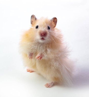 komik hamster izole beyaz arka plan