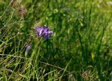 çayırda yetişen güzel çiçekler