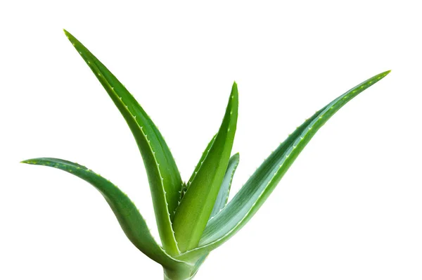 Aloe Blatt Isoliert Weißen Hintergrund — Stockfoto