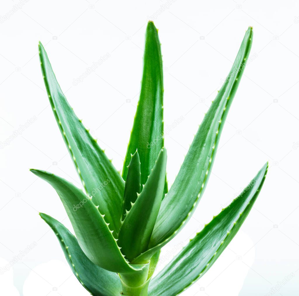 aloe vera  fresh leaves retouched and isolated white background