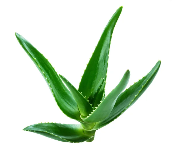 Aloe Vera Folhas Frescas Isolado Fundo Branco — Fotografia de Stock