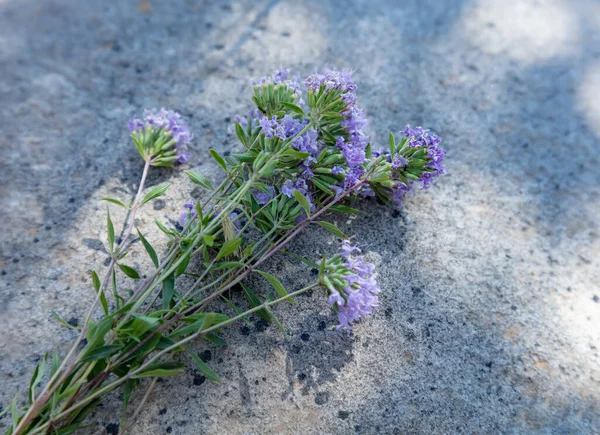 A bunch of mountains healing flowers of thyme on a stone background