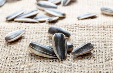 İzole edilmiş tuval içinde ayçekirdeği