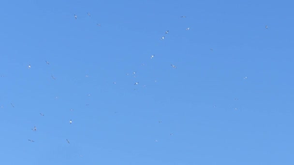 Seagulls Flying Sky Gotland South Sweden — Stock Video
