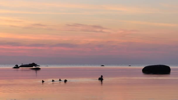 Утки Воде Острова Готланд Южная Швеция Остров Расположен Балтийском Море — стоковое видео