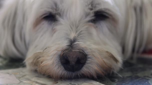 犬が寝ています 彼の鼻に焦点を当てます 彼は何が起こって参照してくださいにゆっくりと目を開いてください — ストック動画