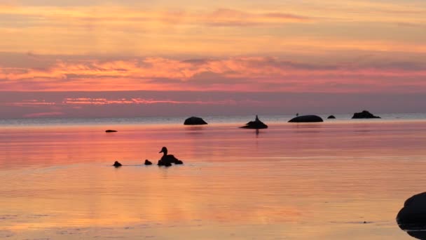 Ducks Swim Baltic Sea Gotland Sweden Town Visby Sky Red — Stock Video