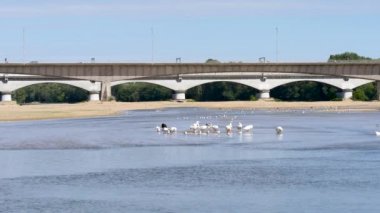 Orlans, bir Fransız şehir içinde Loire nehrinde kuşlar (kaz) suda bekletin. Arka planda trafik ile bir köprü var.