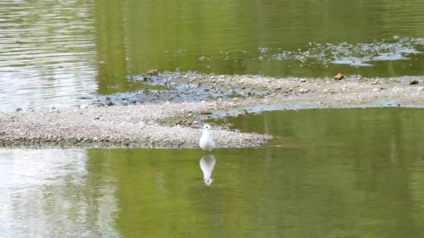 Een Meeuw Een Witte Vogel Aan Rivier Loire Stad Van — Stockvideo