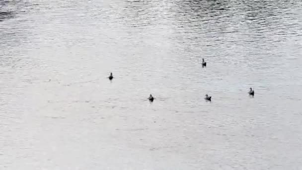 Gaivotas Água Rio Huise Parque Cidade Mans Mans Está Localizado — Vídeo de Stock