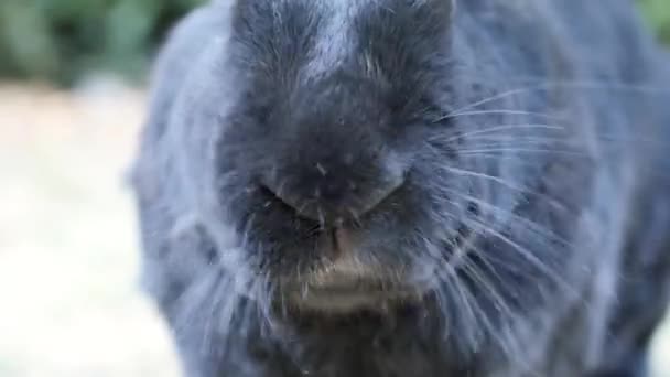 黒フランドル巨大なウサギの鼻を庭で食べています フランドル巨大なウサギは国内ウサギの非常に大型の品種は 種の最大の品種と見なされます — ストック動画