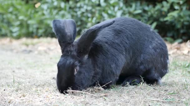 Чёрный Фламандский Гигантский Кролик Фламандский Гигантский Кролик Большая Порода Домашнего — стоковое видео