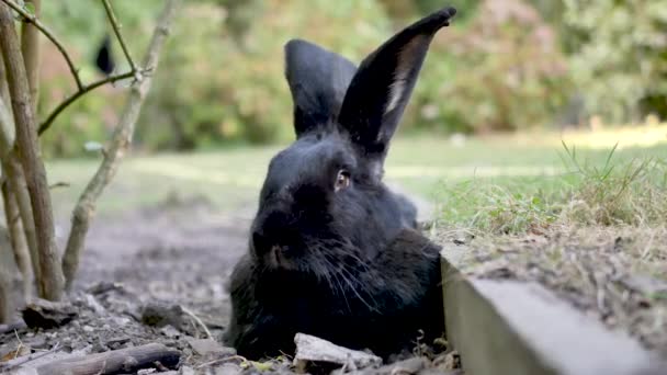 Birisi Bir Tavşan Okşuyor Bir Bahçede Kalıyor Bir Evcil Hayvan — Stok video